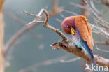 Broad-billed Roller (Eurystomus glaucurus)