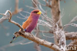 Broad-billed Roller (Eurystomus glaucurus)