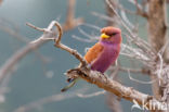 Broad-billed Roller (Eurystomus glaucurus)