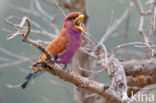 Broad-billed Roller (Eurystomus glaucurus)