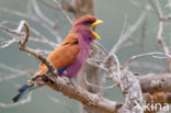 Breedbekscharrelaar (Eurystomus glaucurus)