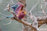 Broad-billed Roller (Eurystomus glaucurus)