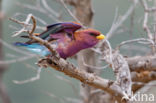 Breedbekscharrelaar (Eurystomus glaucurus)