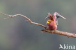 Breedbekscharrelaar (Eurystomus glaucurus)