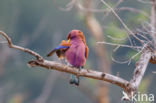 Breedbekscharrelaar (Eurystomus glaucurus)