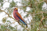 Breedbekscharrelaar (Eurystomus glaucurus)