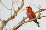 Broad-billed Roller (Eurystomus glaucurus)