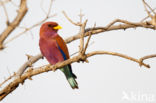 Broad-billed Roller (Eurystomus glaucurus)
