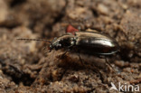 Bronzen Priempje (Bembidion aeneum)