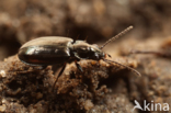 Bronzen Priempje (Bembidion aeneum)