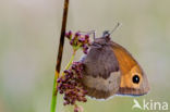 Meadow Brown (Maniola jurtina)