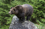 Bruine beer (Ursus arctos)