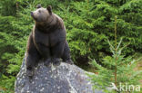 Brown Bear (Ursus arctos)