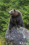 Brown Bear (Ursus arctos)