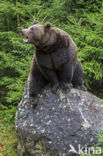 Brown Bear (Ursus arctos)