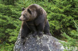 Bruine beer (Ursus arctos)