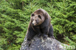 Brown Bear (Ursus arctos)