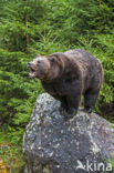 Brown Bear (Ursus arctos)