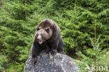 Brown Bear (Ursus arctos)