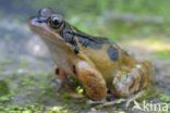 Common Frog (Rana temporaria)