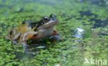 Common Frog (Rana temporaria)