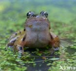 Common Frog (Rana temporaria)