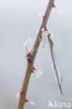Brown Emerald Damselfly (Sympecma fusca)