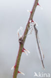 Bruine winterjuffer (Sympecma fusca)