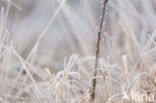 Bruine winterjuffer (Sympecma fusca)