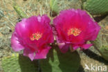 Cactus (Opuntia spec)