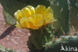 Cactus (Opuntia spec)