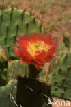 Cactus (Opuntia spec)