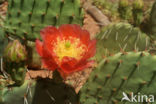 Cactus (Opuntia spec)