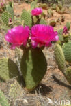 Cactus (Opuntia spec)