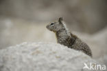 California Ground Squirrel (Spermophilus beecheyi)