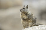 Californische grondeekhoorn (Spermophilus beecheyi)