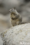 Californische grondeekhoorn (Spermophilus beecheyi)