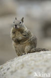 California Ground Squirrel (Spermophilus beecheyi)