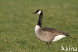 Canadese Gans (Branta canadensis)