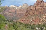 Capitol Reef National Park