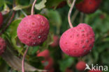 Kousa dogwood (Cornus kousa)