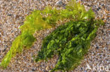 Hollow green weed (Enteromorpha intestinalis)