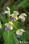 Large-flowered Hemp-nettle (Galeopsis speciosa)