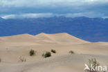 Death valley National Park