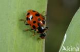 13-spot ladybird