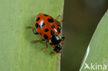 Dertienstippelig lieveheersbeestje (Hippodamia tredecimpunctata