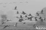 flying