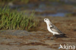 Drieteenstrandloper (Calidris alba)