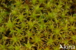 Great Hairy Screw-moss (Syntrichia ruralis)