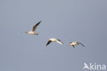 Dunbekmeeuw (Larus genei)